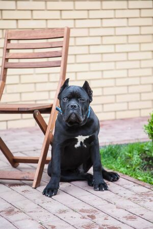 young dog of the cane-corso breed on a walk on the lawn in early springの写真素材