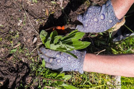 man with gloves removes weeds and plants crops in the ground