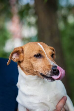 Portrait of a small dog of the Jack Russell Terrier breed with white and brown spotsの写真素材
