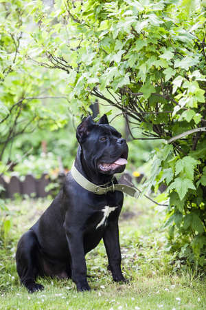 Portrait of a large beautiful black dog of the cane-corso breed on a background of green leavesの写真素材