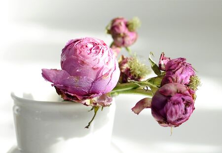 The beauty of withering purple rosesの写真素材