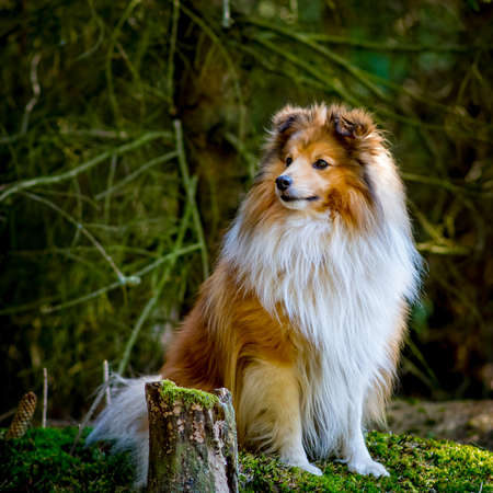 Sheltie - Shetland Sheepdog in the parkの写真素材