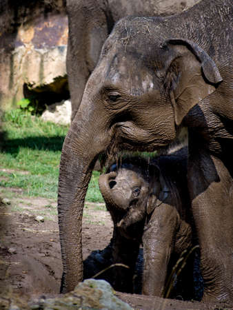 Elephant mom bathes baby elephant in Prague ZOOの写真素材