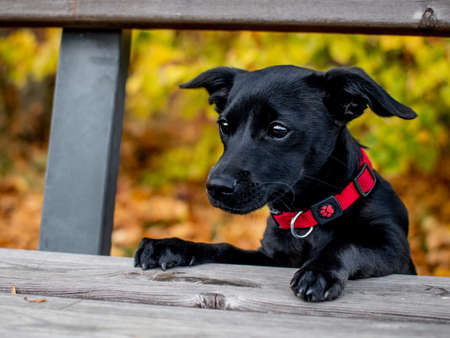 Curious puppy playing on a park benchの写真素材