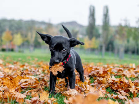 Curious puppy playing with leavesの写真素材