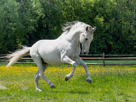 White horse in the paddock on a sunny dayの写真素材