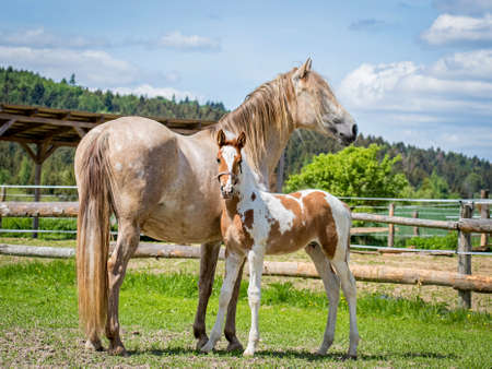 Foal with mom in the paddock on the pastureの写真素材