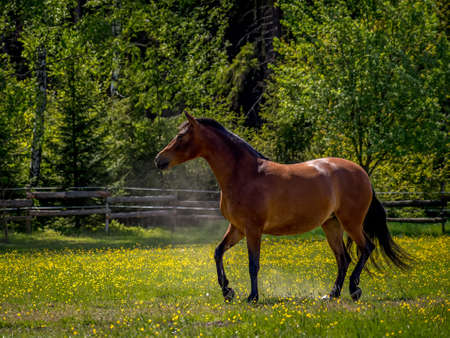 Brown horse in the paddock on a sunny dayの写真素材