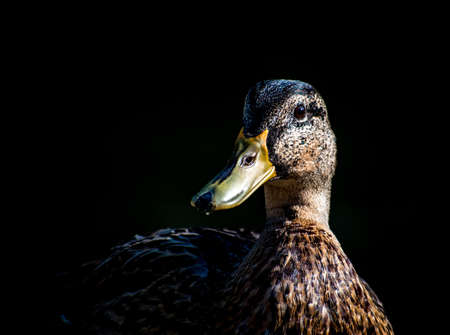 Close-up portrait of a female wild duckの写真素材