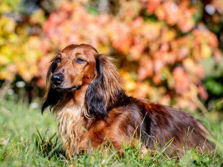 Dachshund dog waiting in the autumn meadowの写真素材