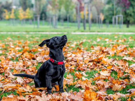 Playful black puppy waiting for the ballの写真素材