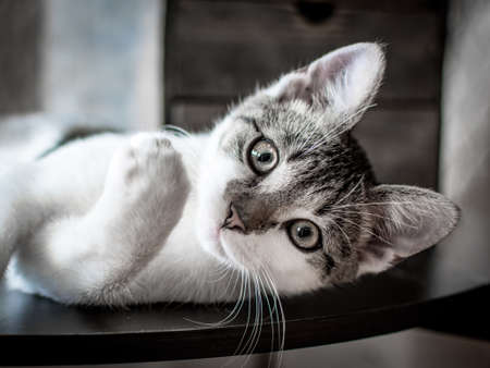 White kitten with a fluffy head lying on the tableの写真素材