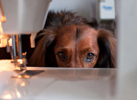 The dachshund dog is hiding behind a sewing machineの写真素材