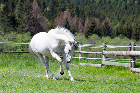 A white horse has fun running and bouncing in a paddock on a sunny dayの写真素材