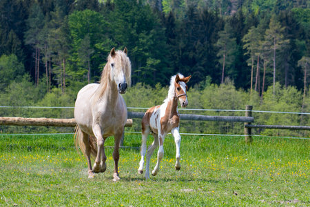 In the afternoon, the foal grazes with the mare and runs in the paddock.の写真素材