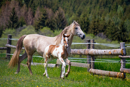 In the afternoon, the foal grazes with the mare and runs in the paddock.の写真素材