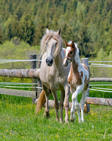 In the afternoon, the foal grazes with the mare and runs in the paddock.の写真素材