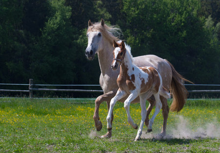In the afternoon, the foal grazes with the mare and runs in the paddock.の写真素材