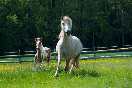 The foal grazes with the mare and runs in the paddock in the afternoonの写真素材