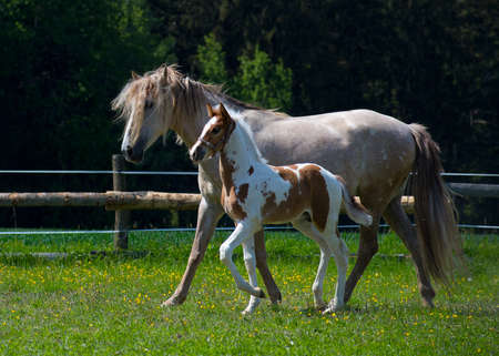 The foal grazes with the mare and runs in the paddock in the afternoonの写真素材