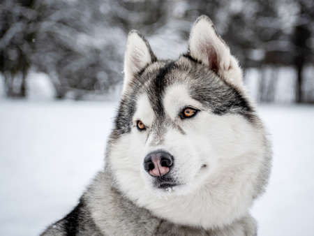 Snowy head of a Siberian Husky, close-up portrait in a frozen valley