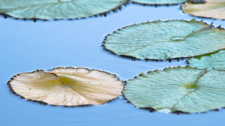 Lily Pads in a Peaceful Pond