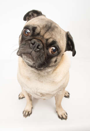 Adorable Fawn Pug Dog の写真素材