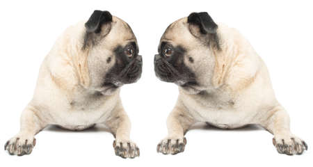 Adorable Twin Pug Dogs の写真素材