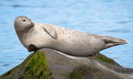 Grey Seal Resting at the Children s Pool in La Jolla, San Diego California の写真素材