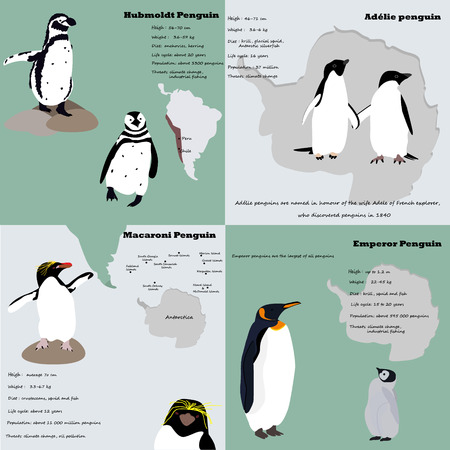 Infographic with penguins of different species.のイラスト素材