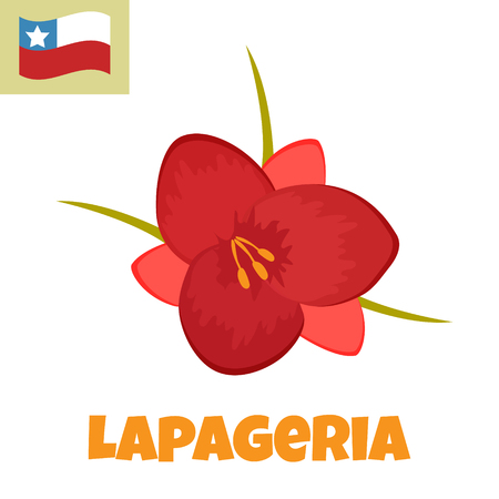 Imape of Lapageria flower. Symbol of Chile.のイラスト素材