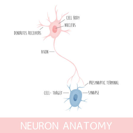 Vector illustration of neuron anatomy. Axon, dendrites and cell bodyのイラスト素材