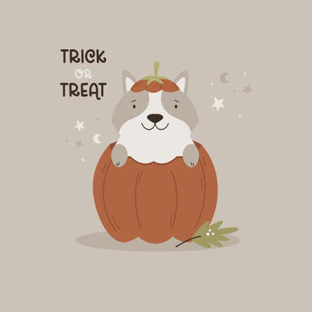 Halloween illustration with funny corgi sitting in a pumpkinのイラスト素材