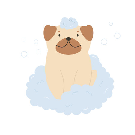 Cute happy pug sitting in a foam and bubbles. Vector illustration of a funny washing pet.のイラスト素材