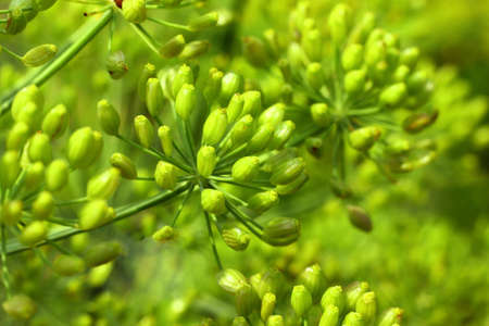 Dill, macro photo of plantの写真素材