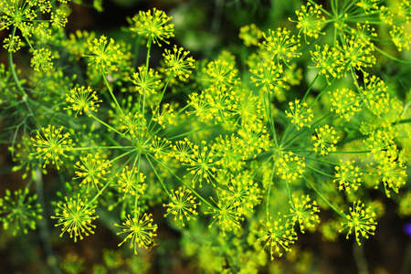 Dill, macro photo of plant