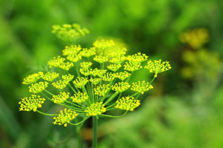 Dill, macro photo of plant
