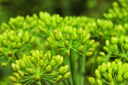 Dill, macro photo of plantの写真素材