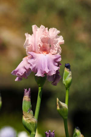 Irises blossoming in a garden, Italy.の写真素材