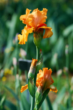 Irises blossoming in a garden, Italy.の写真素材