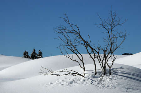 beautiful winter scene at the San Pellegrino pass in the Dolomites in the Val di Fiemme, Trento,...
