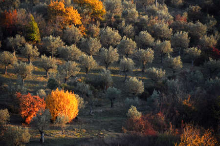 Olive trees in the Tuscan Countryside, Chianti, Italy