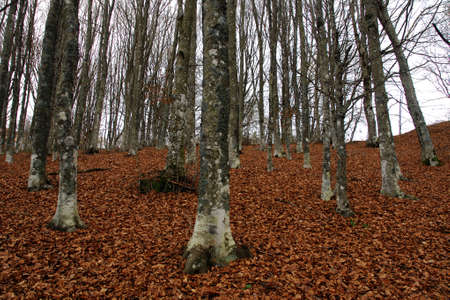 Forest in Autumn Season on Tuscany Mountains, Italy.