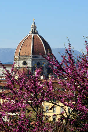 Trees in Bloom during Spring Season and Cathedral of Santa Maria del Fiore on Background, as seen from Piazzale Michelangelo in Florence, Tuscany, Italyの写真素材
