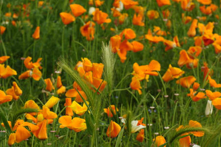 Blooming Mexican Gold Poppies in a garden in Florenceの写真素材