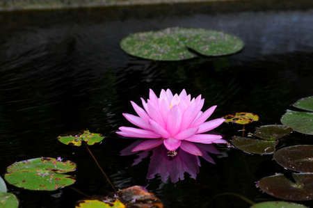 A beautiful pink waterlily or lotus flower in pond