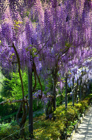beautiful blooming wisteria tunnel at Bardini gardens (Giardini Bardini) in Florence, Tuscany, Italy.の写真素材