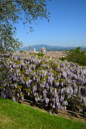Beautiful Blooming Purple Wisteria at Bardini Garden in Florence with Cathedral of Santa Maria del Fiore on Background, Florence, Italyの写真素材