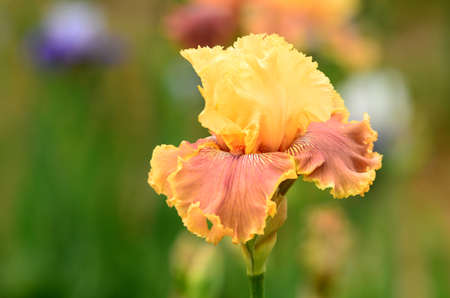 Iris flowers in blossom in a famous garden near Florence. Italy.の写真素材