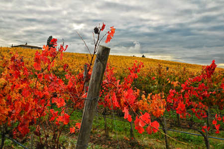 Colored vineyards in fall.の写真素材
